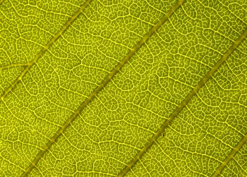green leaf closeup,could be used as background