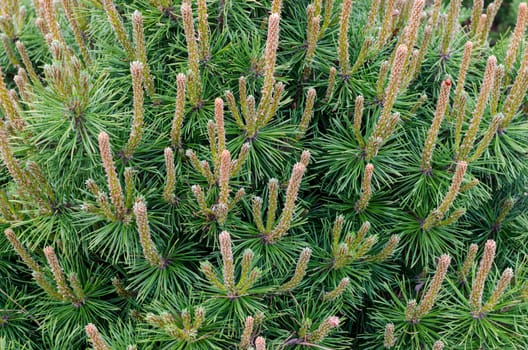 Green branch of the pine tree close up photo