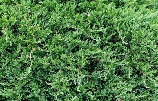 texture juniper branches. Juniperus