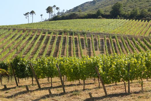 Vineyards in the Valley of the River Douro, Portugal