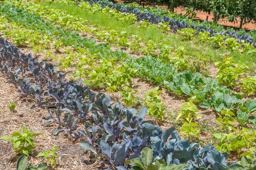 Vegetable garden on the Babylonstoren farm near Paarl.