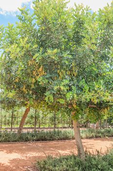 Unripe seed pods on a female carob tree, Ceratonia siliqua. Ripe, dried pods are often ground to carob powder which is used as a substitute for cocoa powder