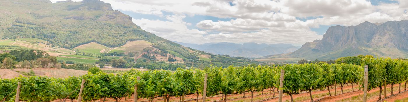 Panoramic view of vineyards near Stellenbosch in the Western Cape Province of South Africa. The Simonsberg mountain is in the background