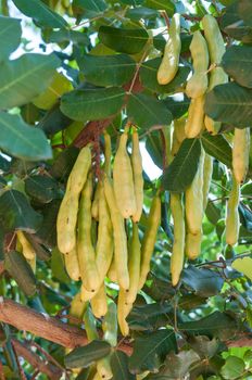 Close-up of the unripe seed pods of a carob tree, Ceratonia siliqua. Ripe, dried pods are often ground to carob powder which is used as a substitute for cocoa powder