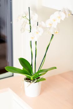 Orchid on kitchen countertop