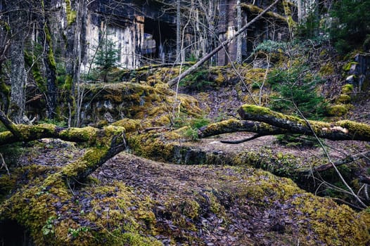 Wall ruins and moss on stones in pine tree forest