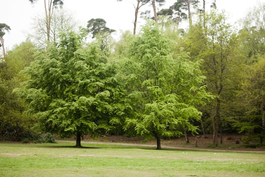 Beautiful English woodland scene with light coming though the trees.