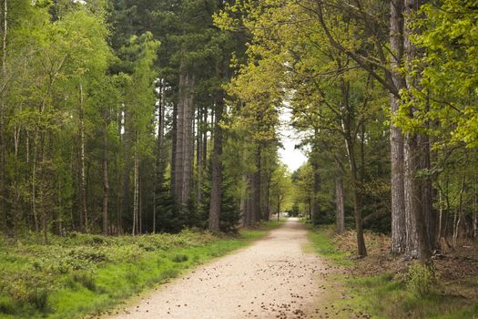 Beautiful English woodland scene with light coming though the trees.