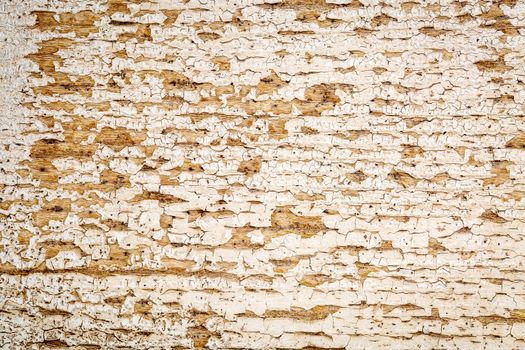 background texture of weathered barn wood with white paint peeling off