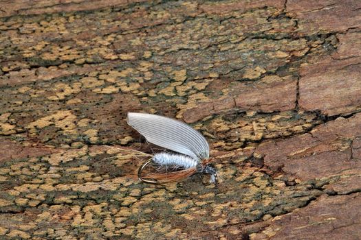 Macro photo of an artificial fly for fly fishing on a wood background. 