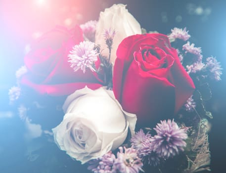 Beautiful roses flowers in soft style.Floral background and Valentine background.