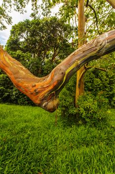 Close up of Eucalyptus deglupta tree on Maui