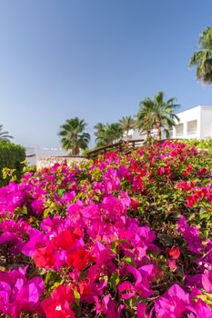 Beauty pink bougainvillea  on the background of blue sky, Sharm el Sheikh, Egypt