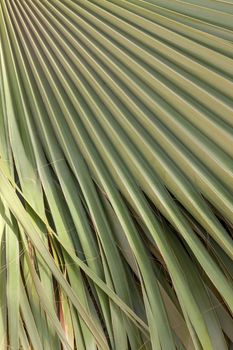 The green palm leaf texture for background.