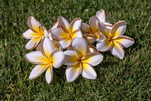 The white frangipani flowers with leaves close up on the background of green grass
