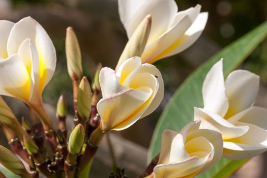 The white frangipani flowers with leaves close up and buds of flowers