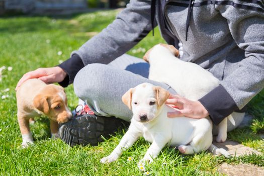 Mixed-breed adorable cute little puppies petting in a lap of a female owner, outdoors on a meadow on a sunny spring day.
