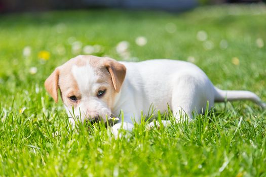 Mixed-breed cute little puppy outdoors on a meadow on a sunny spring day.