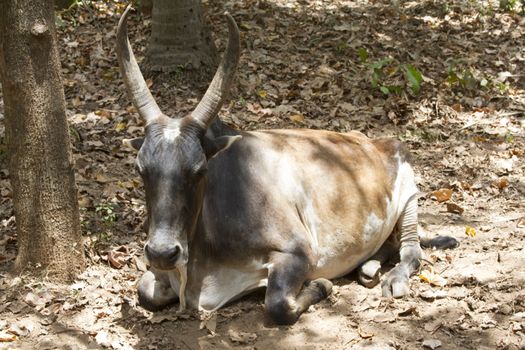 Brown cow lies on the ground. India Goa.