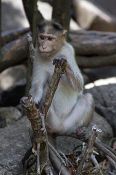 Portrait of a young Macaque closely tracking the order what is happening around. India Goa.