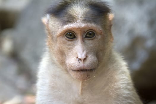 Portrait of a young Macaque closely tracking the order what is happening around. India Goa.