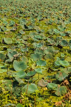 Pink lotus (Nelumbo Nucifera) field in the bird sanctuary lak, Nawabganj, Unnao, Uttar Pradesh (India). October 2014.