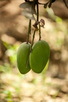 Fresh green mangoes on tree in the field