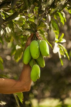 Hand holding Bunch of green mangoes on tree in garden