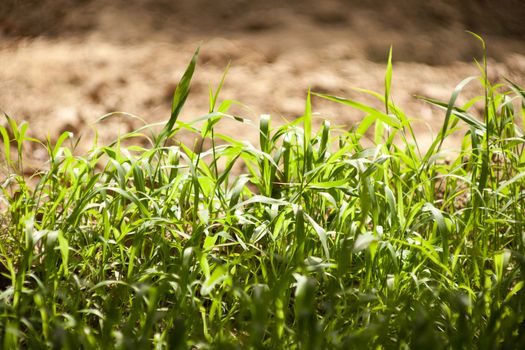 Green wheat field in the summer sunlight