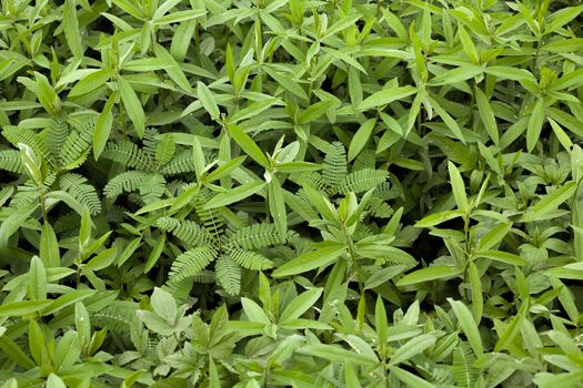 Big leaf grass in farmland used as natural fertilizer