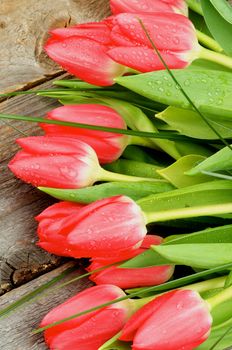 Heap of Beautiful Spring Red Tulips with Green Grass and Water Drops close on Rustic Wooden background