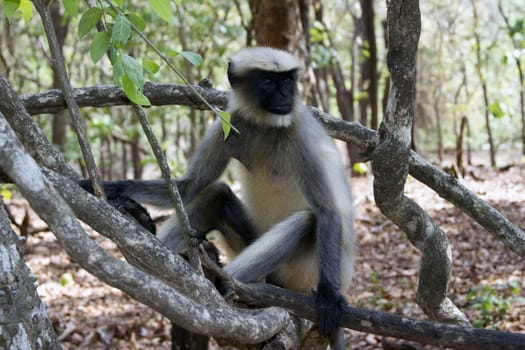 Portrait of a young Macaque closely tracking the order what is happening around. India Goa.