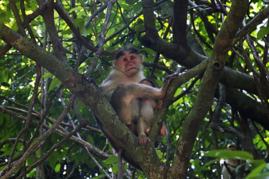 Portrait of a young Macaque closely tracking the order what is happening around. India Goa.