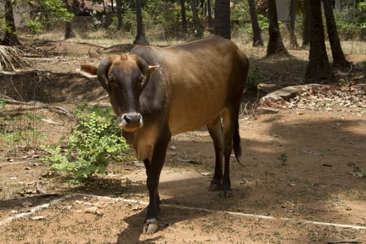 Brown cow lies on the ground. India Goa.