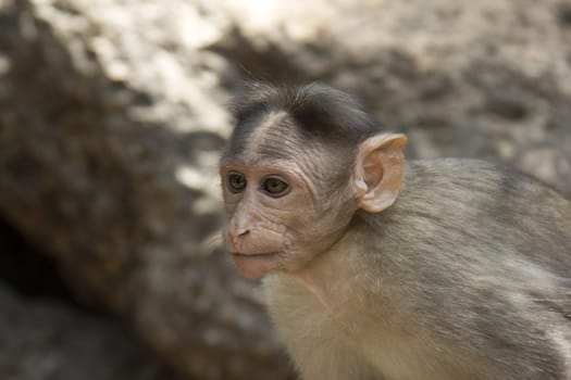 Portrait of a young Macaque closely tracking the order what is happening around. India Goa.