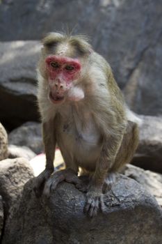 Portrait of a young Macaque closely tracking the order what is happening around. India Goa.