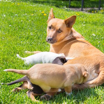 Mixed-breed bitch breast feeding her cute little puppies outdoors on a meadow on a sunny spring day.