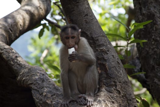 Portrait of a young Macaque taking on food with his hands. India Goa.