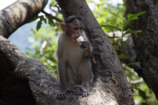 Portrait of a young Macaque taking on food with his hands. India Goa.