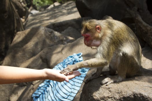 Portrait of a young Macaque taking on food with his hands. India Goa.