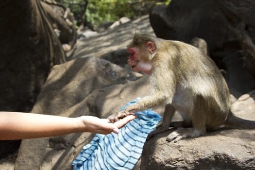 Portrait of a young Macaque taking on food with his hands. India Goa.