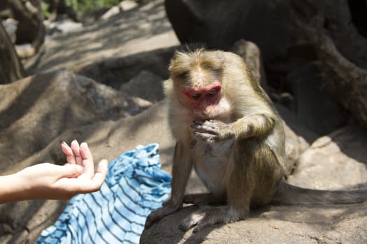 Portrait of a young Macaque taking on food with his hands. India Goa.