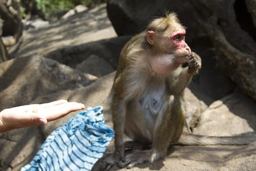 Portrait of a young Macaque taking on food with his hands. India Goa.