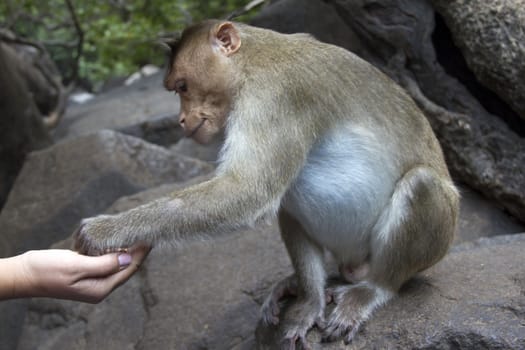 Portrait of a young Macaque taking on food with his hands. India Goa.