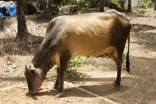 Brown cow lies on the ground. India Goa.