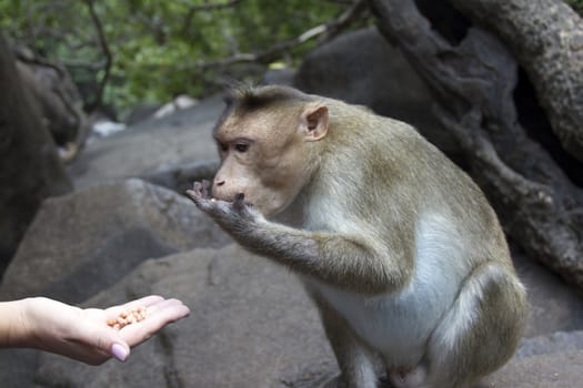 Portrait of a young Macaque taking on food with his hands. India Goa.