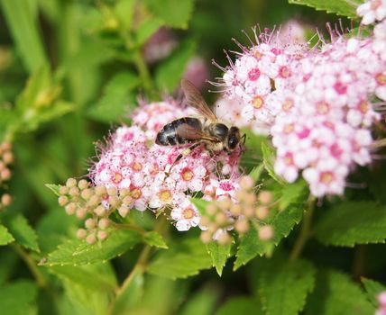 bee on Spiraea Spring on the beautiful and sunny meadow