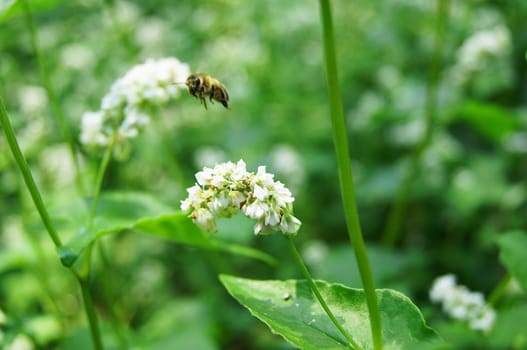 Buckwheat flower closeup Spring on the beautiful and sunny meadow