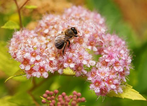 Spiraea purple Spring on the beautiful and sunny meadow