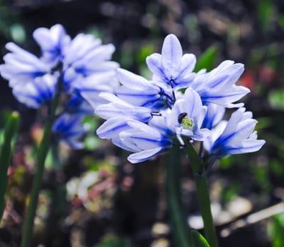 hyacinth Spring on the beautiful and sunny meadow